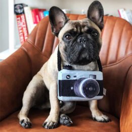 New Pet Products 2020 Pet Plush Toy Dog Camera Photo Props For Pet petproduct.com.cn